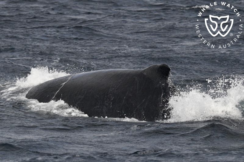 Whale Watch Western Australia
