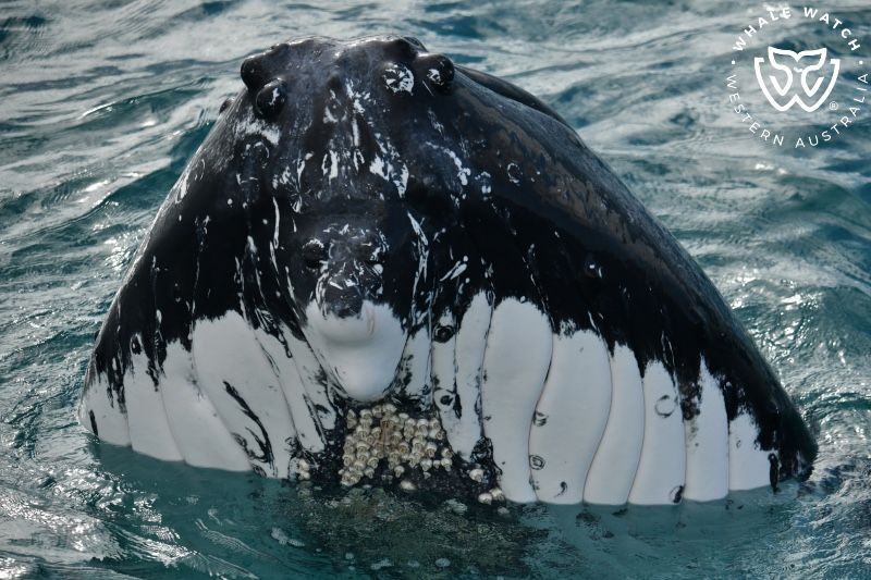 Whale Watch Western Australia
