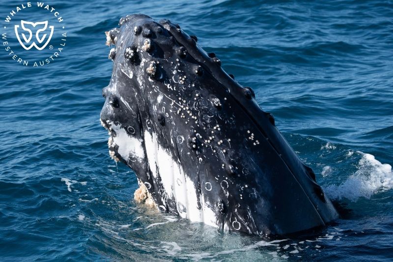 Whale Watch Western Australia