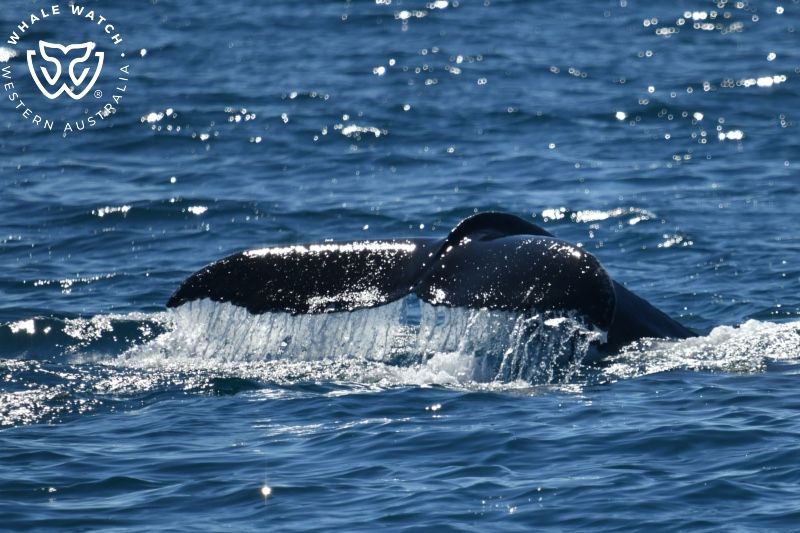 Whale Watch Western Australia