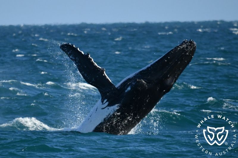 Whale Watch Western Australia