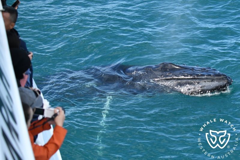 Whale Watch Western Australia