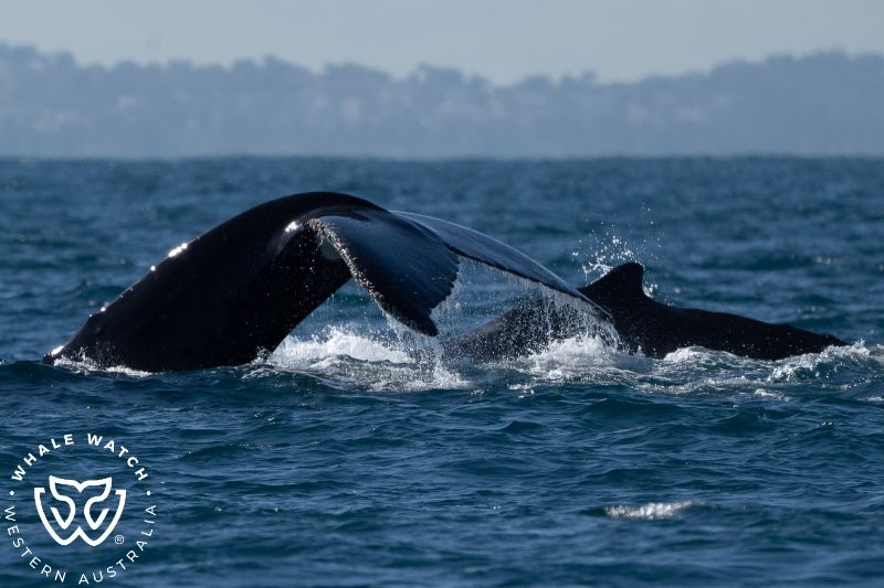 Whale Watch Western Australia
