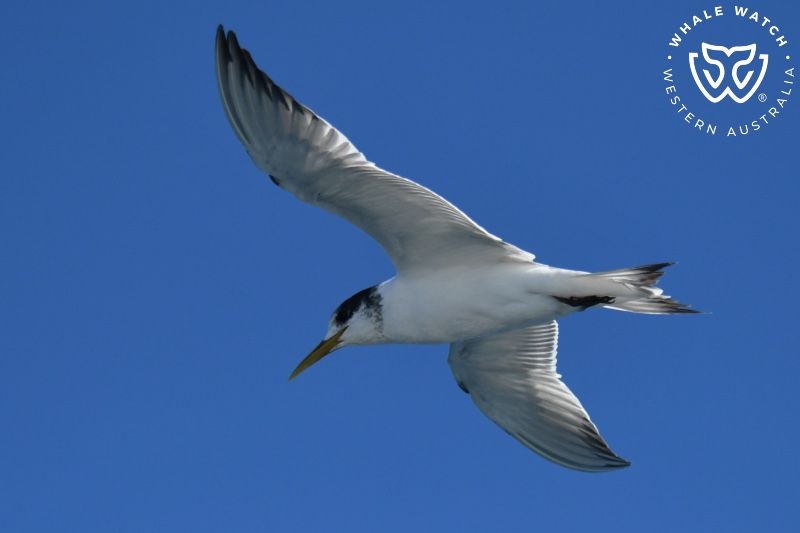 Whale Watch Western Australia