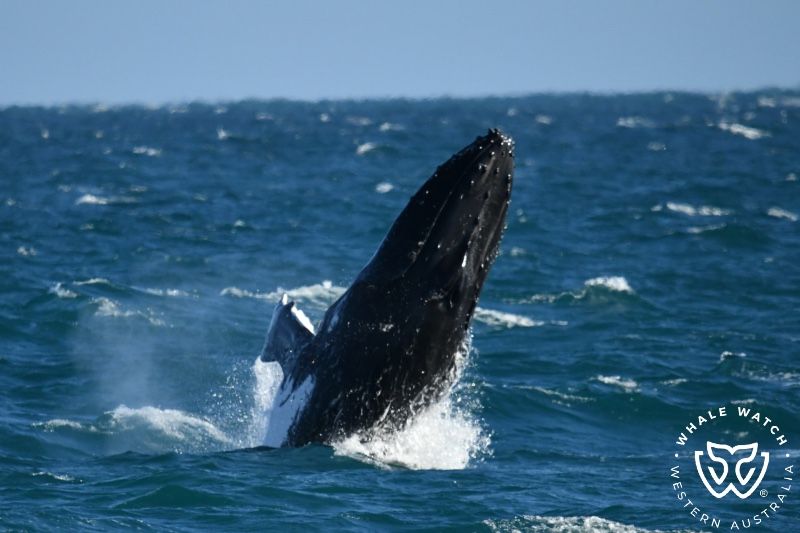 Whale Watch Western Australia