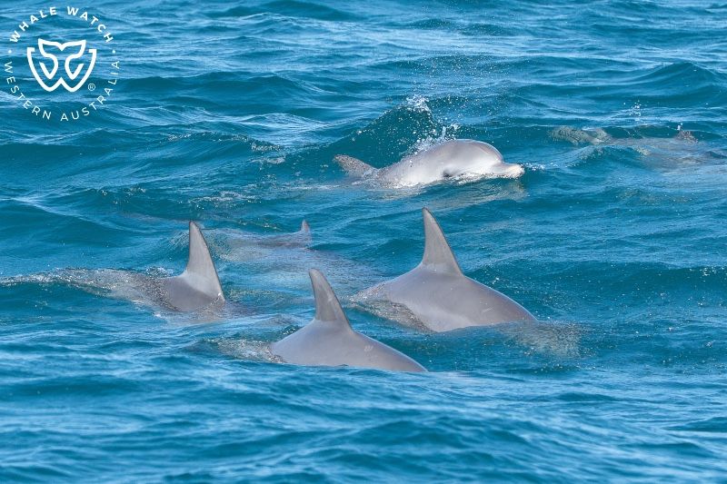 Whale Watch Western Australia