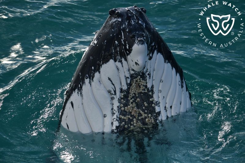 Whale Watch Western Australia