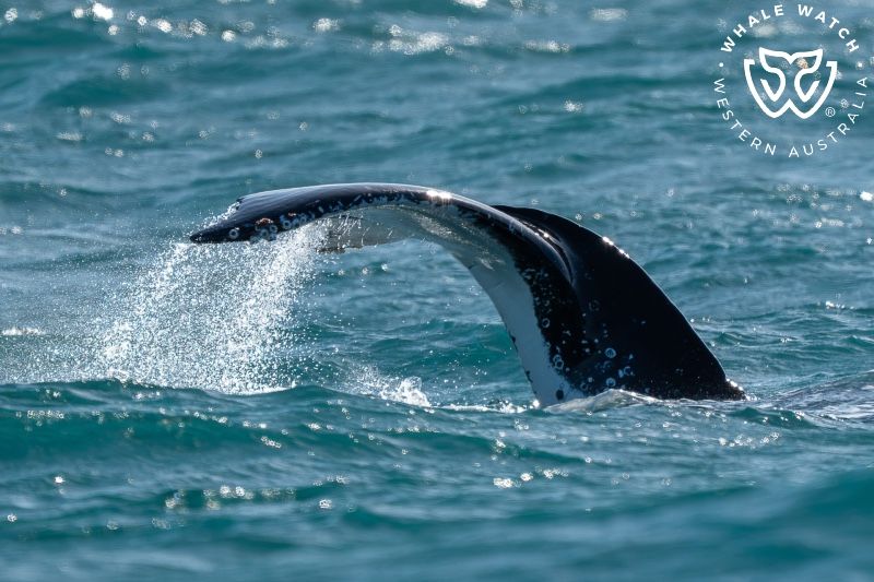 Whale Watch Western Australia