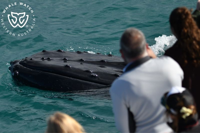Whale Watch Western Australia