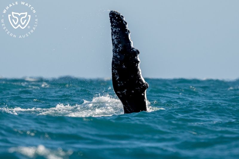 Whale Watch Western Australia