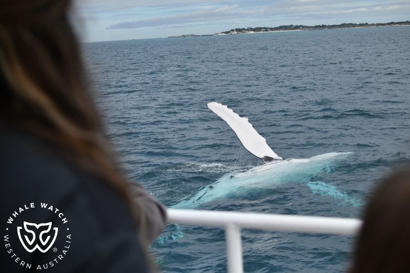 Whale Watch Western Australia