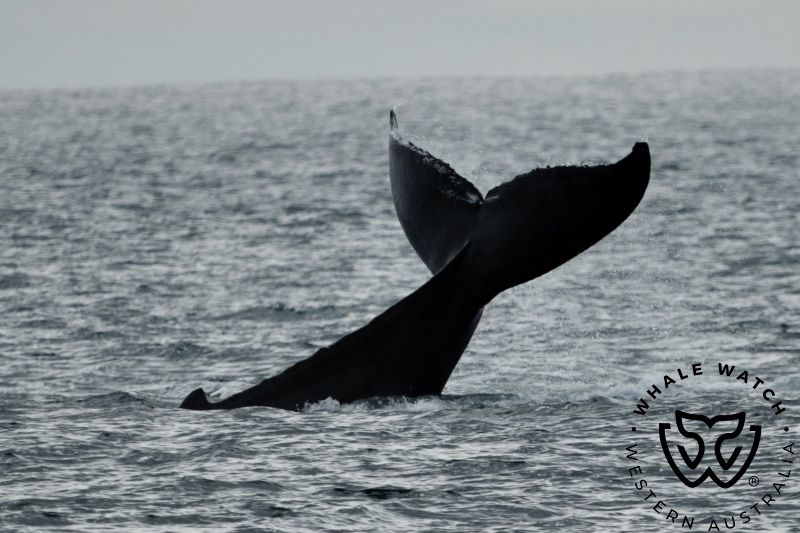 Whale Watch Western Australia