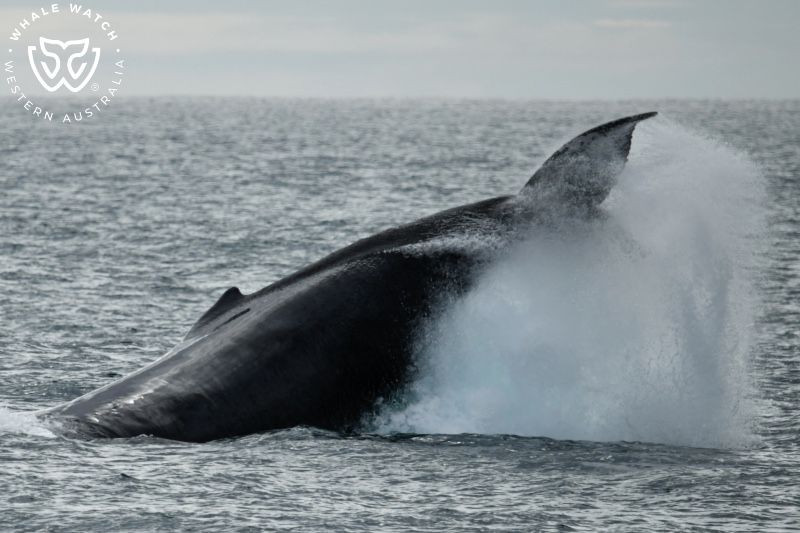 Whale Watch Western Australia