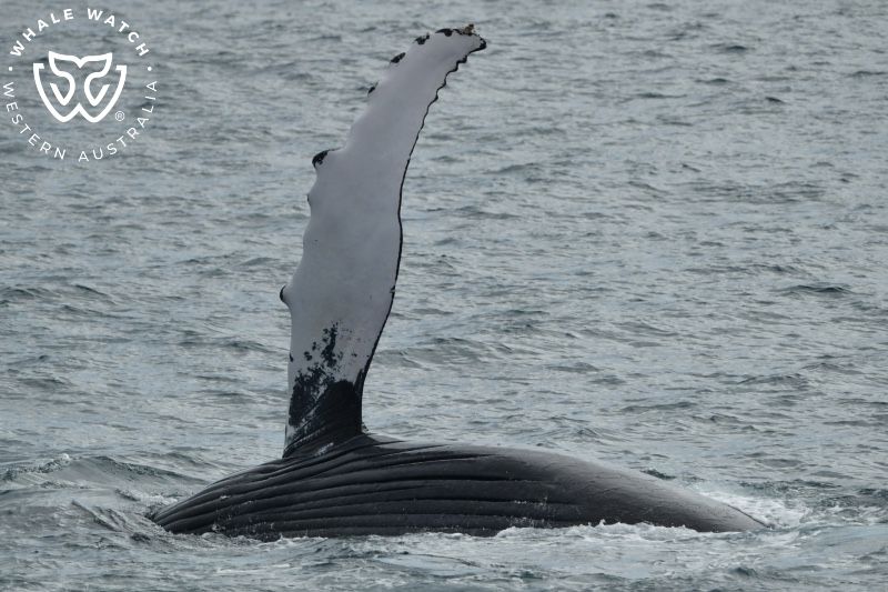 Whale Watch Western Australia