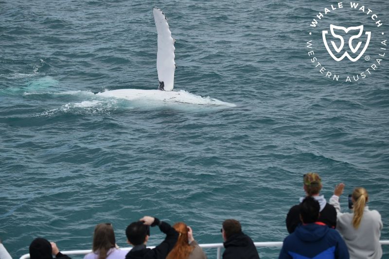Whale Watch Western Australia