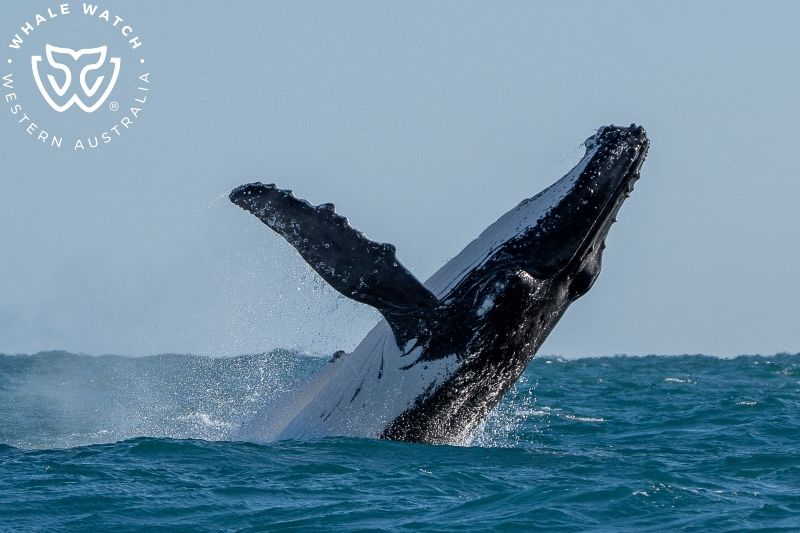Whale Watch Western Australia