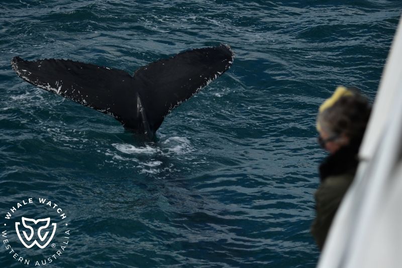 Whale Watch Western Australia