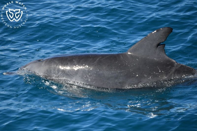 Whale Watch Western Australia