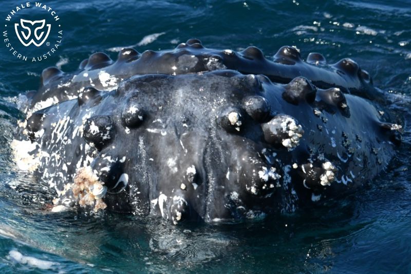 Whale Watch Western Australia