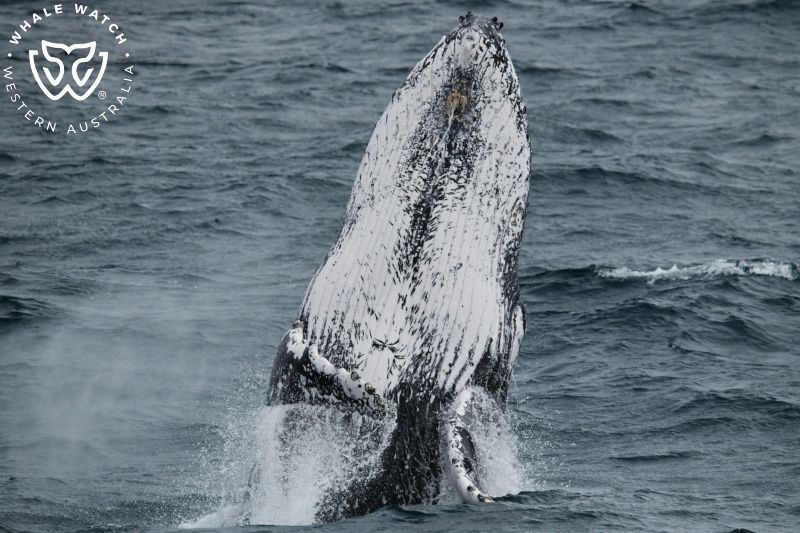 Whale Watch Western Australia