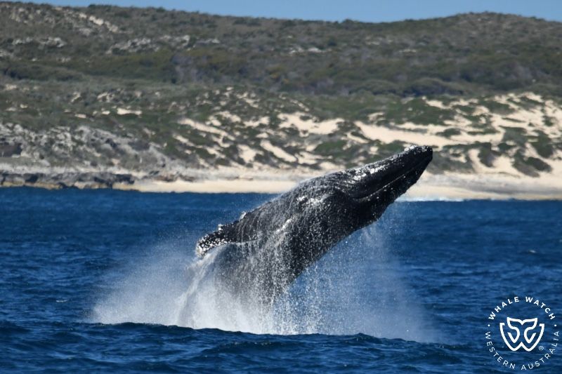 Whale Watch Western Australia