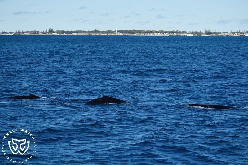 Whale Watch Western Australia