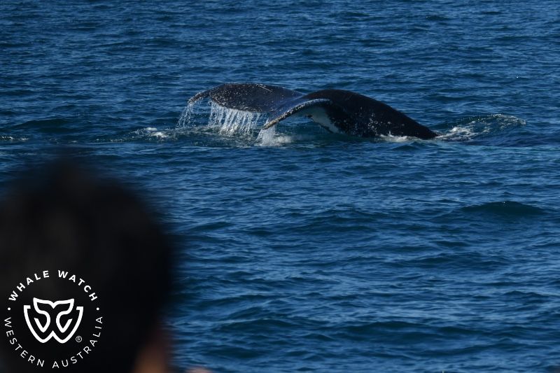 Whale Watch Western Australia