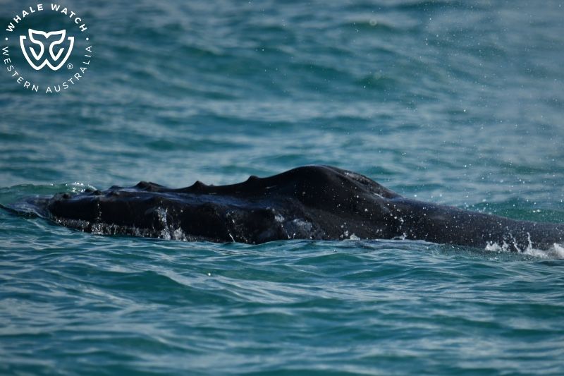 Whale Watch Western Australia