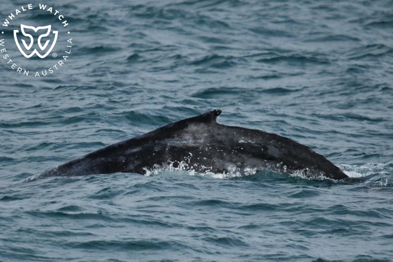 Whale Watch Western Australia