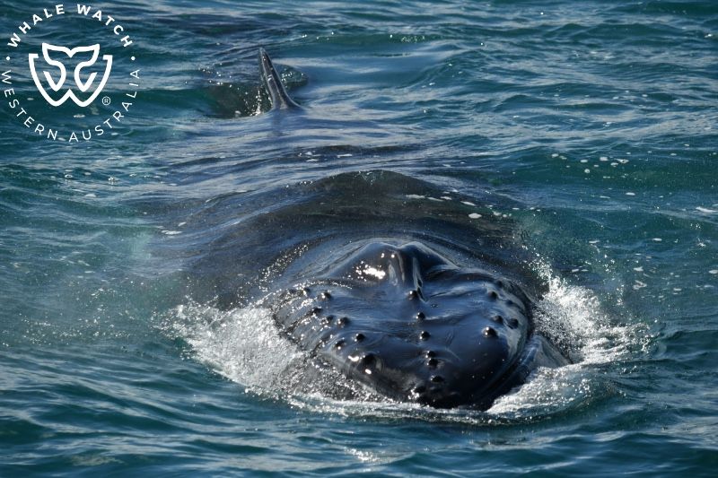 Whale Watch Western Australia