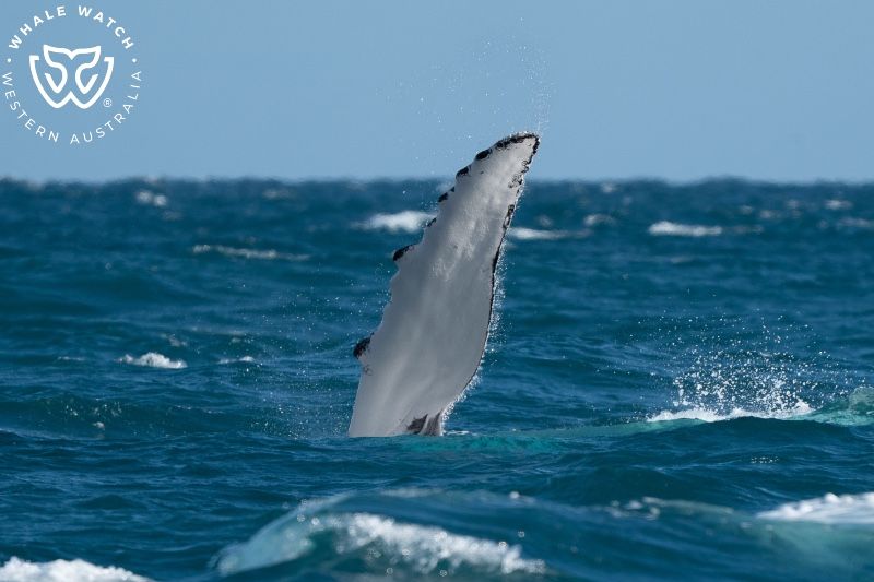 Whale Watch Western Australia