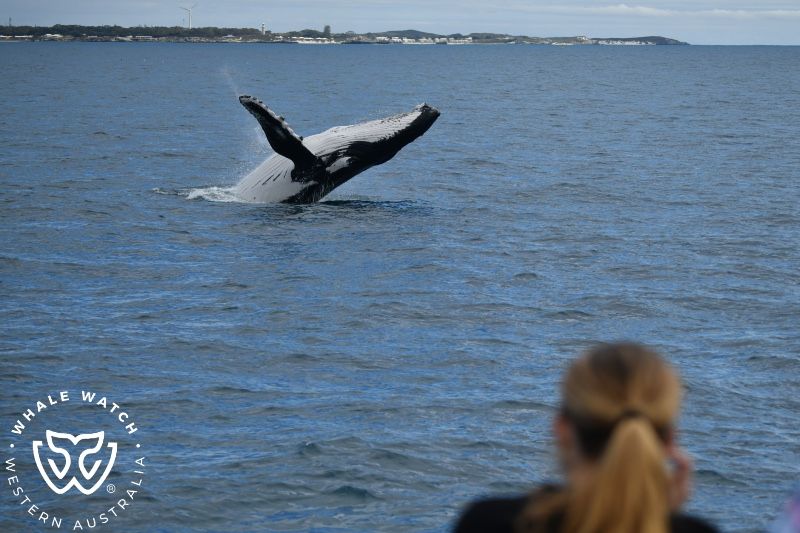 Whale Watch Western Australia