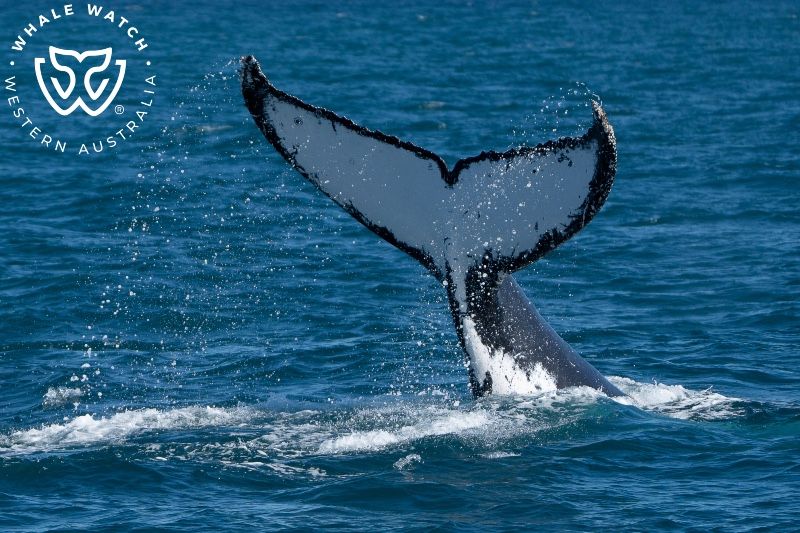 Whale Watch Western Australia