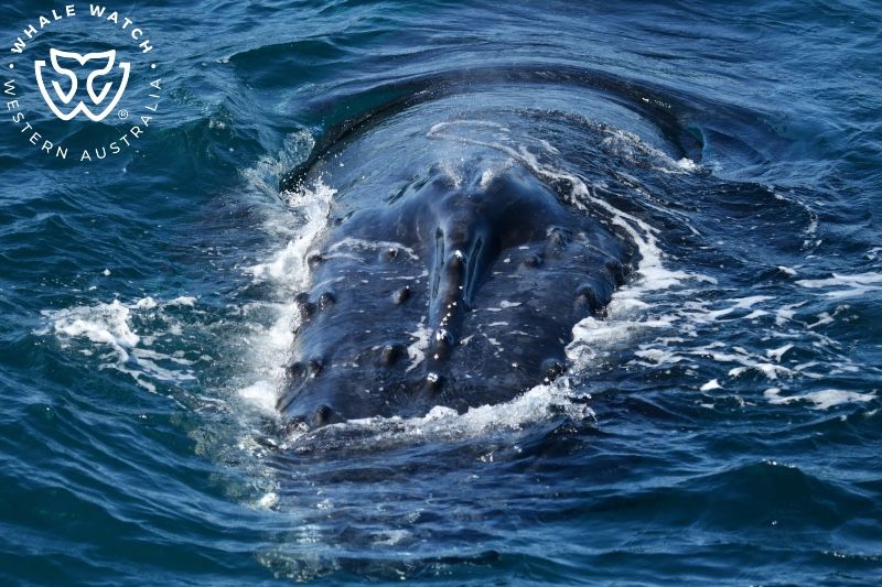 Whale Watch Western Australia