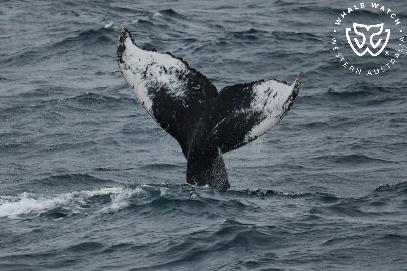 Whale Watch Western Australia