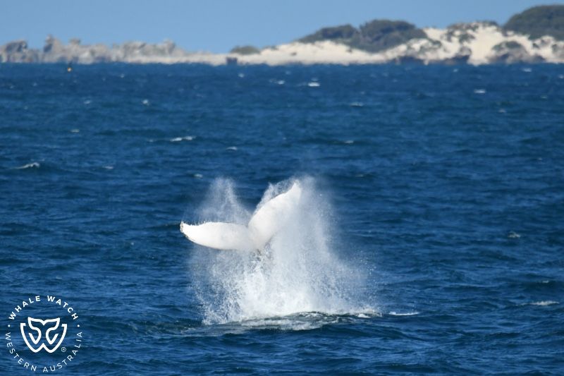 Whale Watch Western Australia