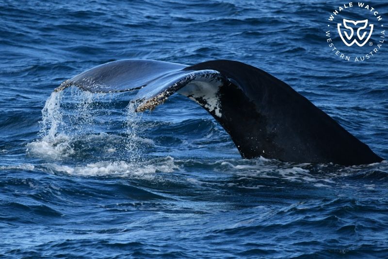 Whale Watch Western Australia