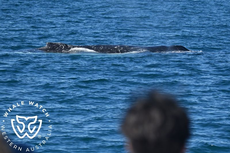 Whale Watch Western Australia