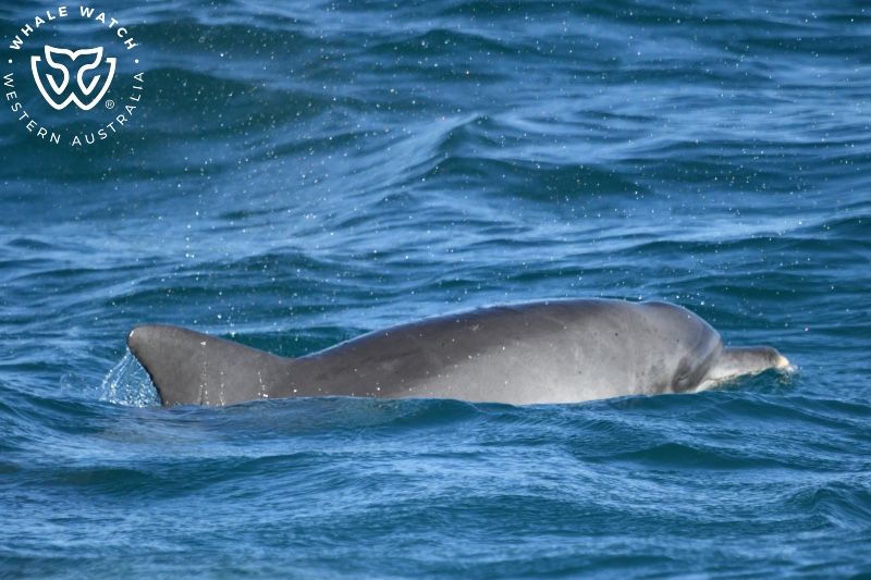 Whale Watch Western Australia