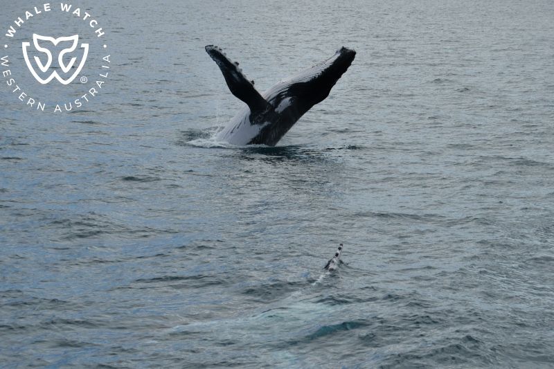 Whale Watch Western Australia