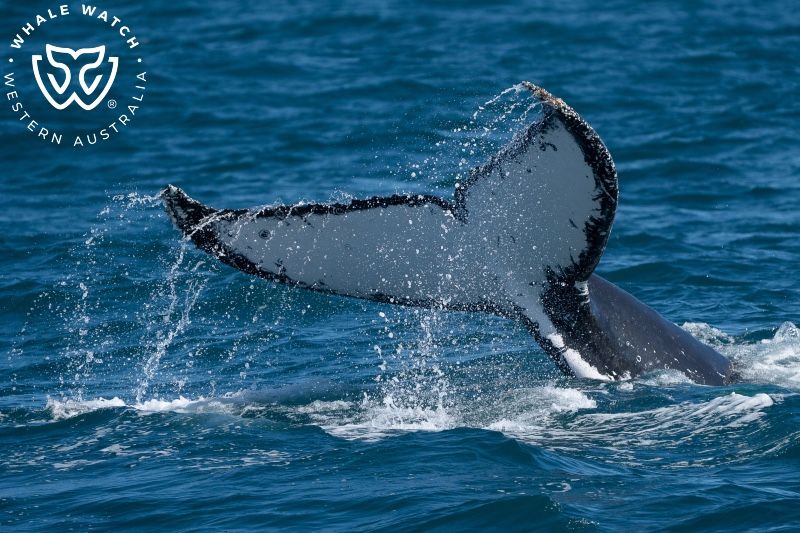 Whale Watch Western Australia