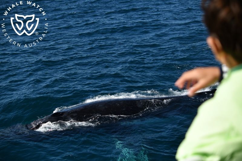 Whale Watch Western Australia