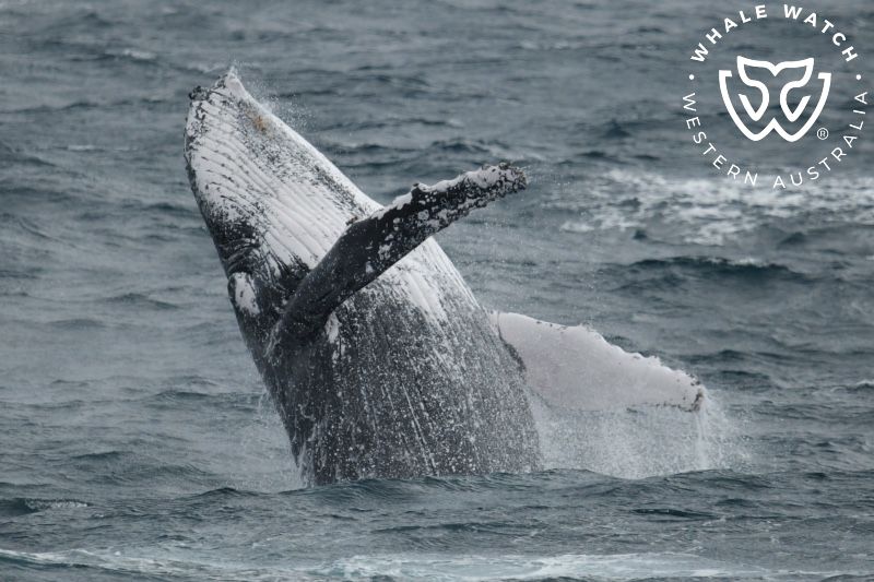 Whale Watch Western Australia