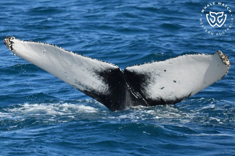 Whale Watch Western Australia