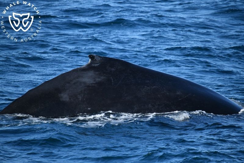 Whale Watch Western Australia