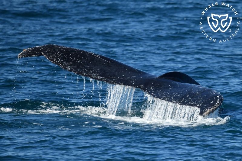 Whale Watch Western Australia