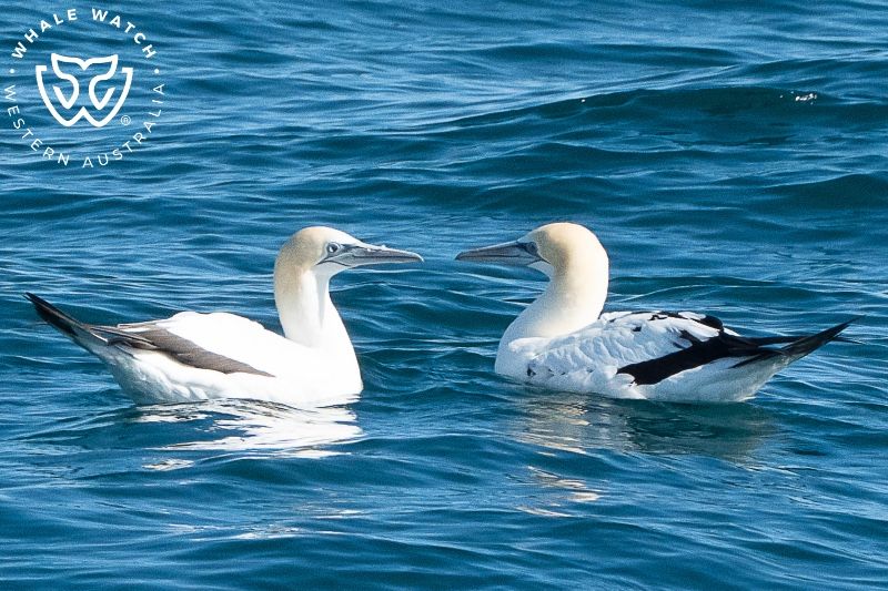 Whale Watch Western Australia