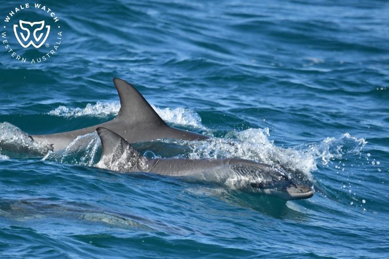 Whale Watch Western Australia