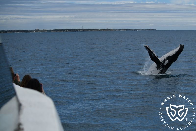 Whale Watch Western Australia