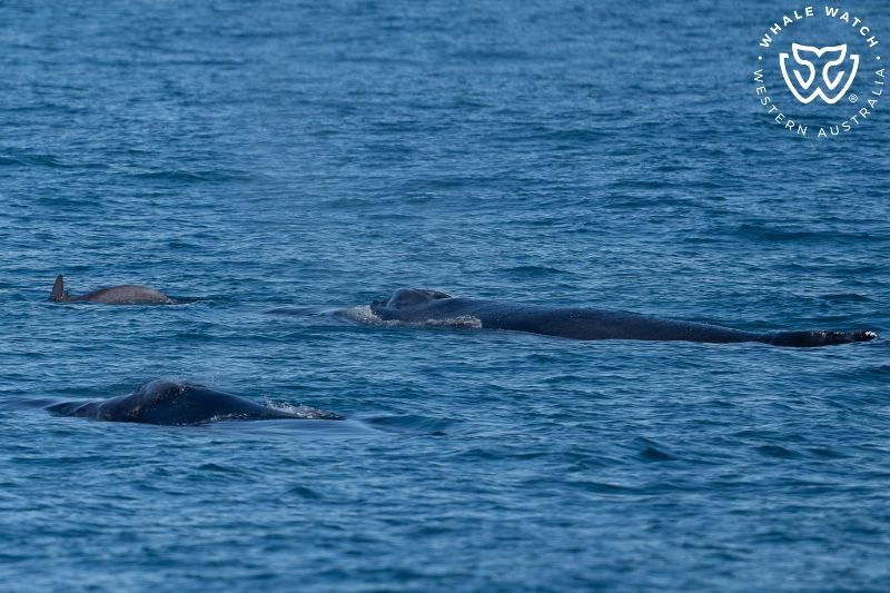 Whale Watch Western Australia